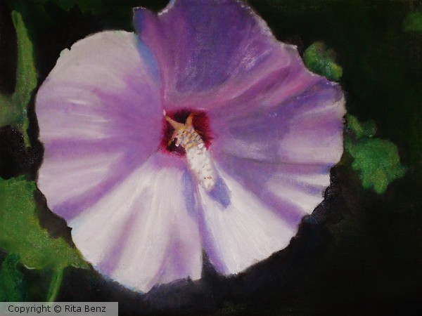 Rose of Sharon