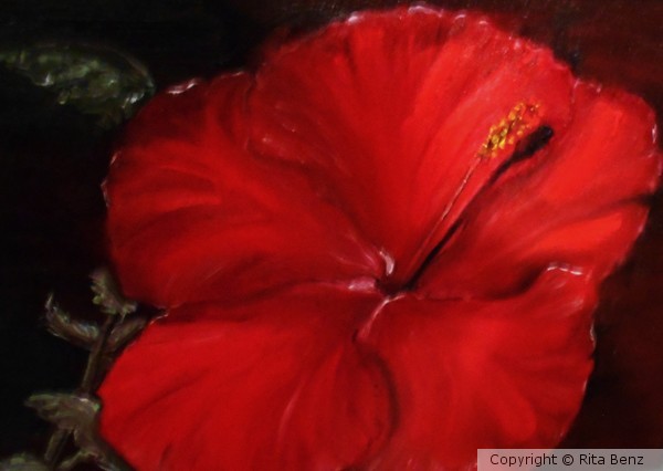 Hibiscus