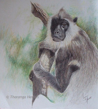 Grey Langur