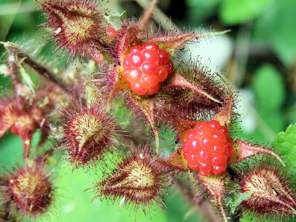 Fresh Raspberries
