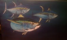 Tuna 