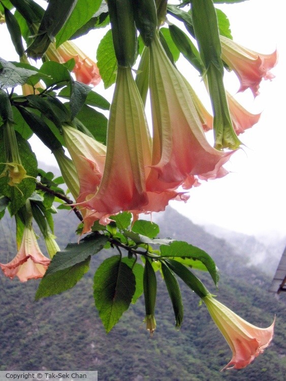 Angels' Trumpets (Brugmansia sp.), Peru 10-18-2007