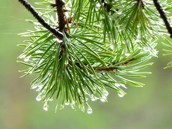Pine branch