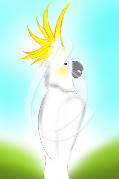 Cockatoos