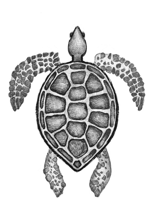Sea turtle