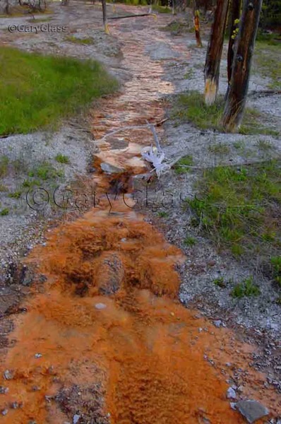 Follow the Algae Growth Road