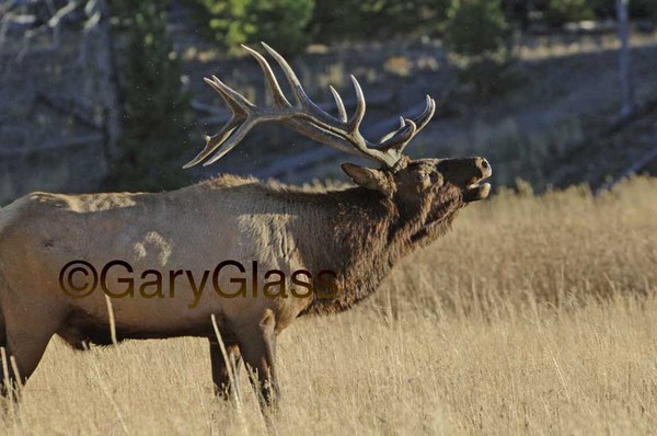 Bugle Call