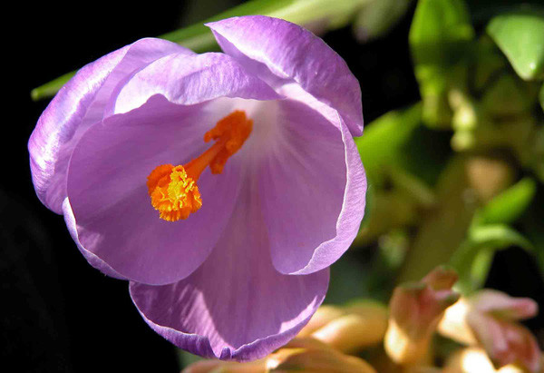 Crocus