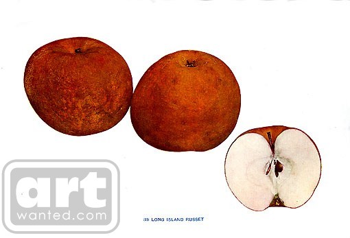 Apples fine prints from Old Book