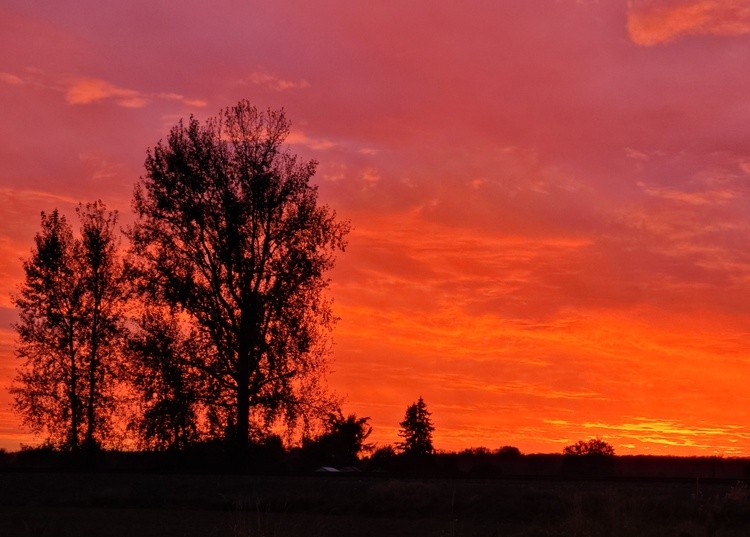 red-sky-trees