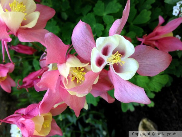 pink aquilegia