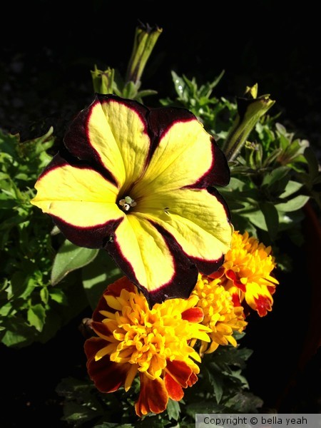 petunia 