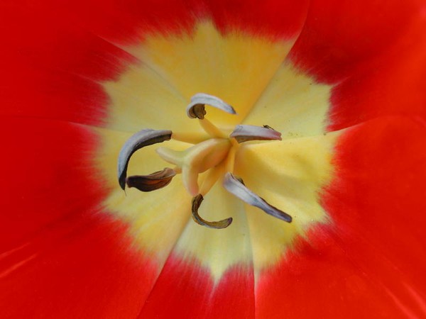 Forked Tongue