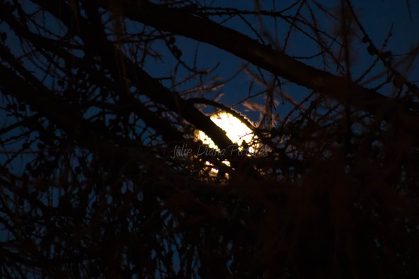 Full Moon Hiding