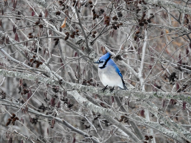 A Swatch of Blue