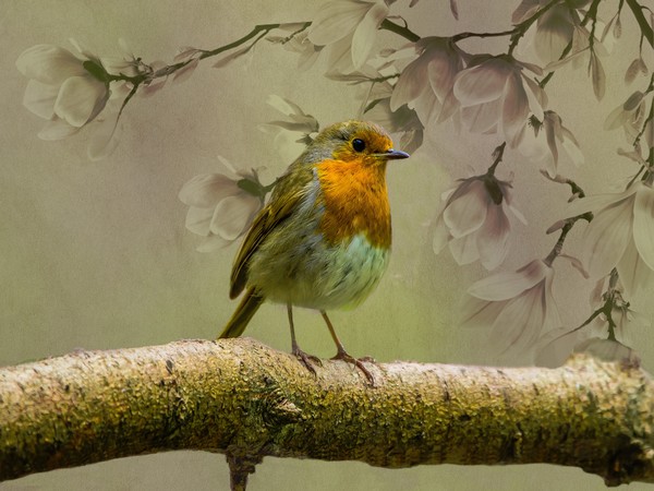Redbreast Bird