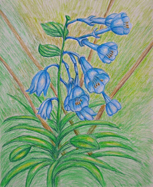 Bluebell