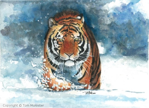 Snow Tiger