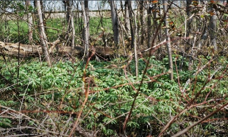 Dunnville Forest 14