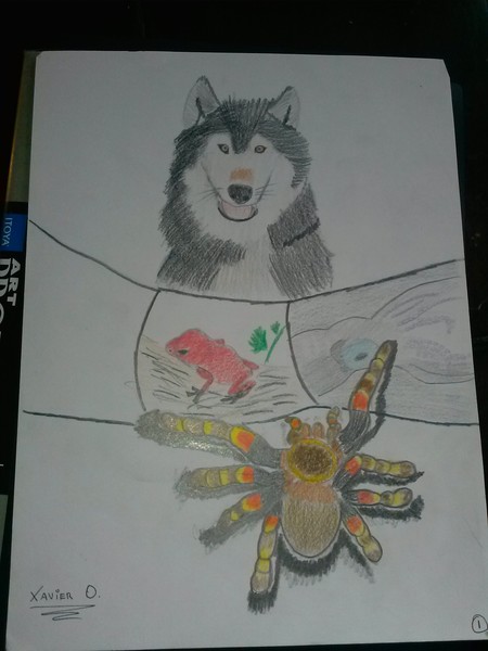 animals
