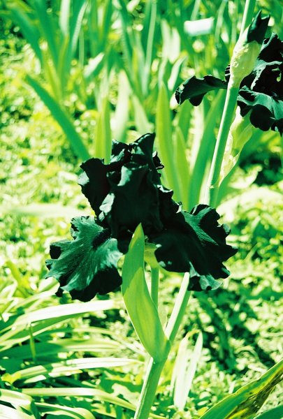Iris green filter