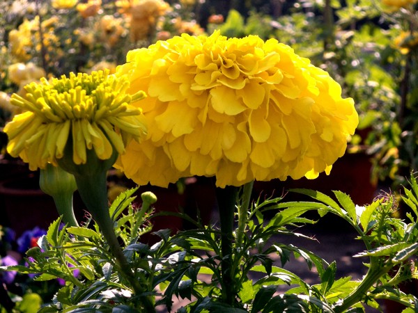 marigold
