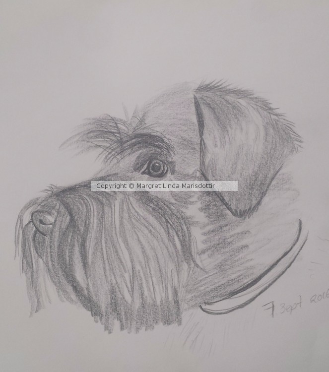 my first animal draing 