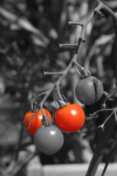 Ripe Cherry Tomatoes