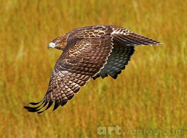 Attack