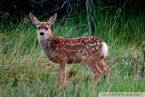 Fawn