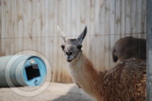 Look at Those Lashes!