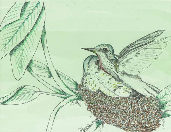 Humming Bird Heart