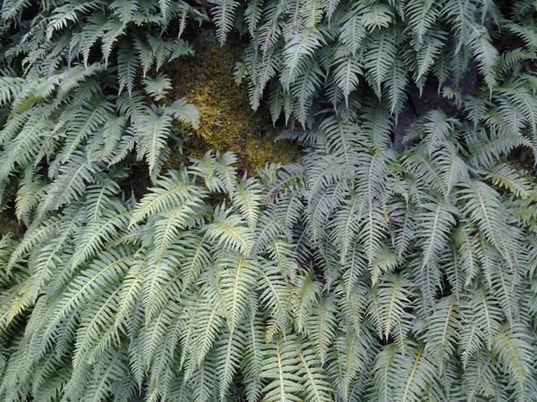 Ferns, Ferns, everywhere!