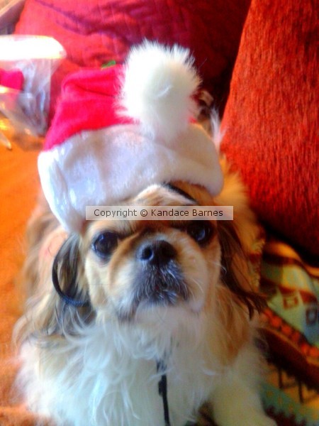 Santa Dog © Kandace Barnes 2012