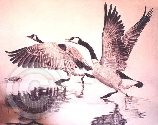 Canada Geese 