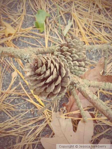 Pine Cones