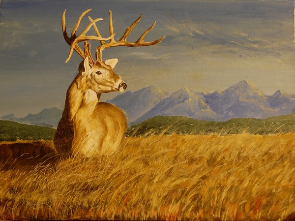Wyoming Buck