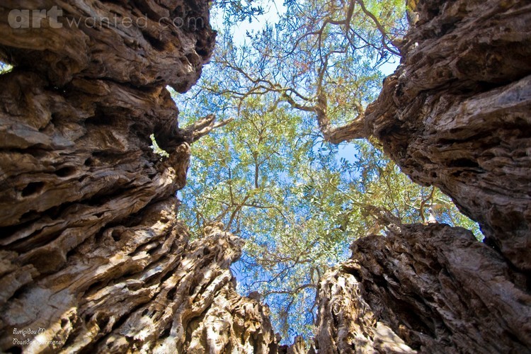 inside the olive tree