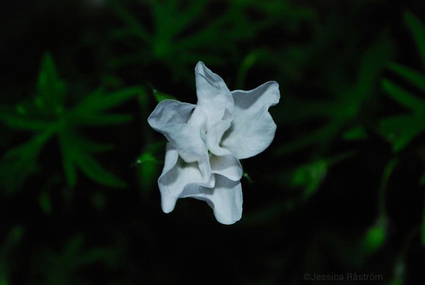 Blossom