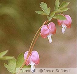 Bleeding Heart