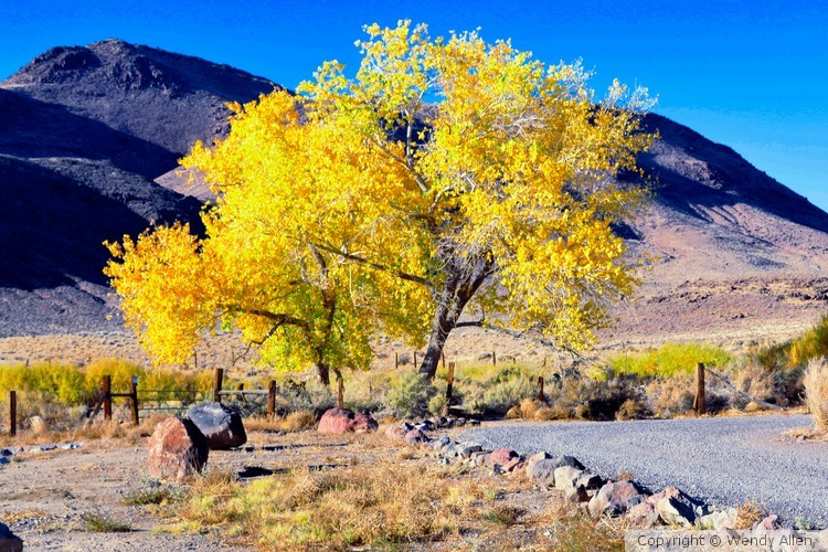 yellow tree