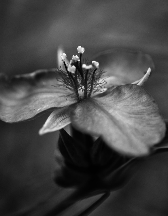 Delicate Tiny Flower ion Black and White