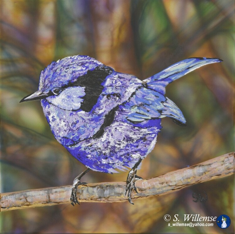 Splendid Fairy Wren Australian bird Art Gallery Susan Willemse
