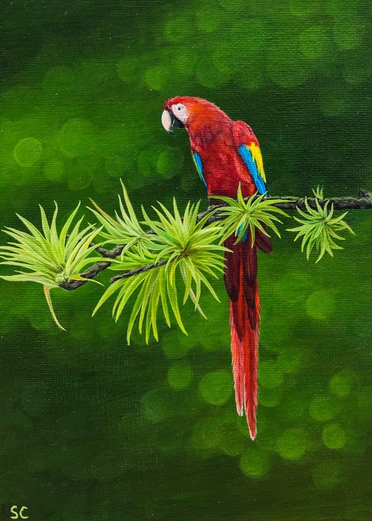 Scarlet macaw