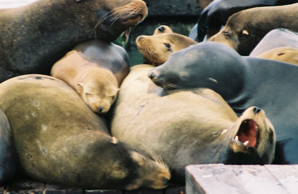 snug as a sealion in a rug