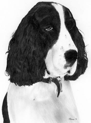 Springer Spaniel - SOLD
