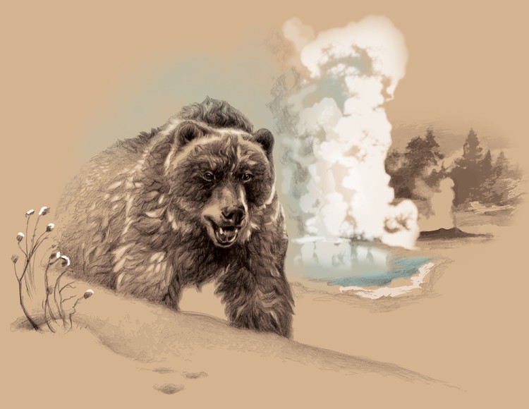Yellowstone Frosty Grizzly