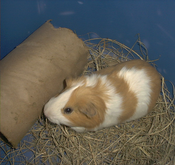 Guinea Pig Heaven