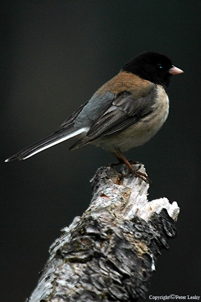 Oregon Junco