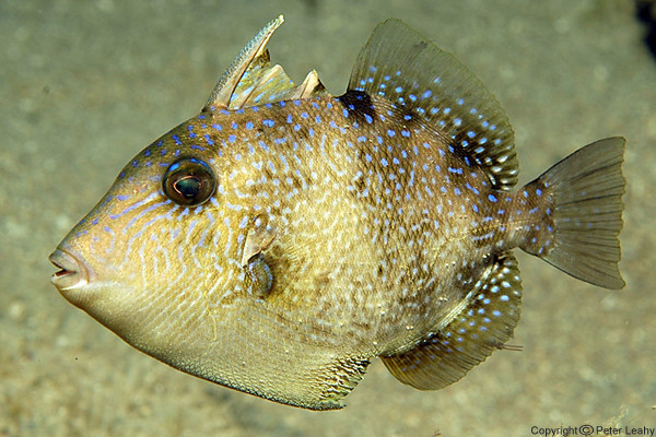 Juvenille Gray Triggerfish